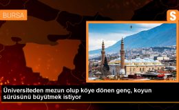 Üniversite mezunu genç çiftçi, Eşme koyununda verimi artırmayı hedefliyor